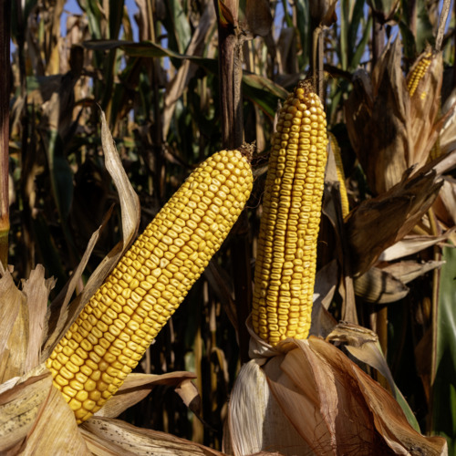 Mais Da Trinciato, Le Varietà Sono Diventate Più Produttive - Foto 4